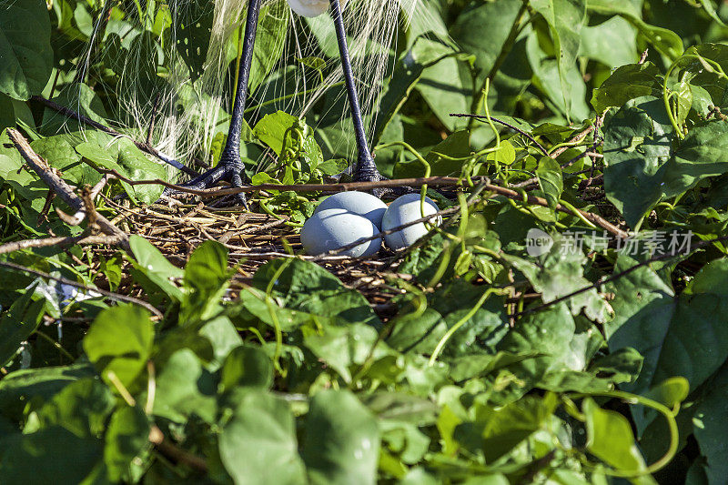 三只大白鹭蛋在她的巢在瓦溪公园和保护在基西米，佛罗里达