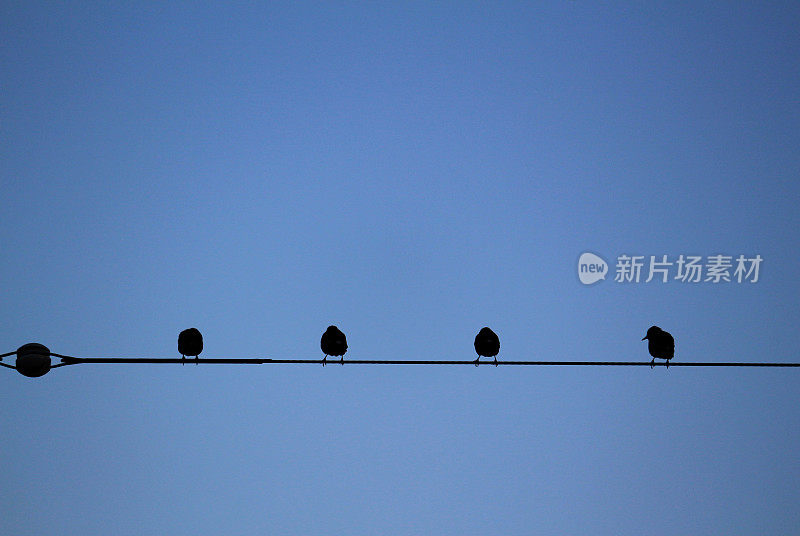 一群鸽子肩并肩站在一根电线上，等待着黎明的到来