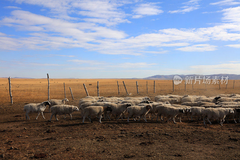 内蒙古克什可腾世界地质公园温泉公园里的绵羊