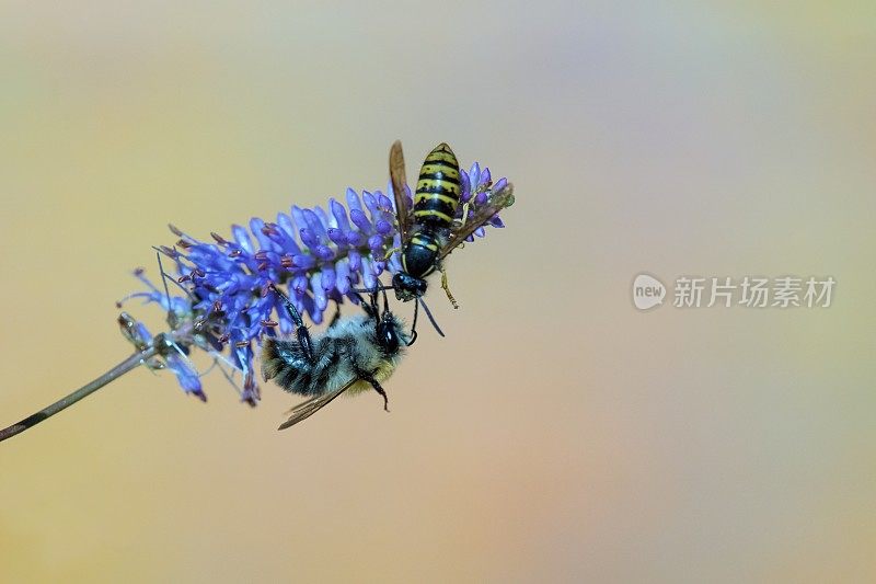 大黄蜂和黄蜂