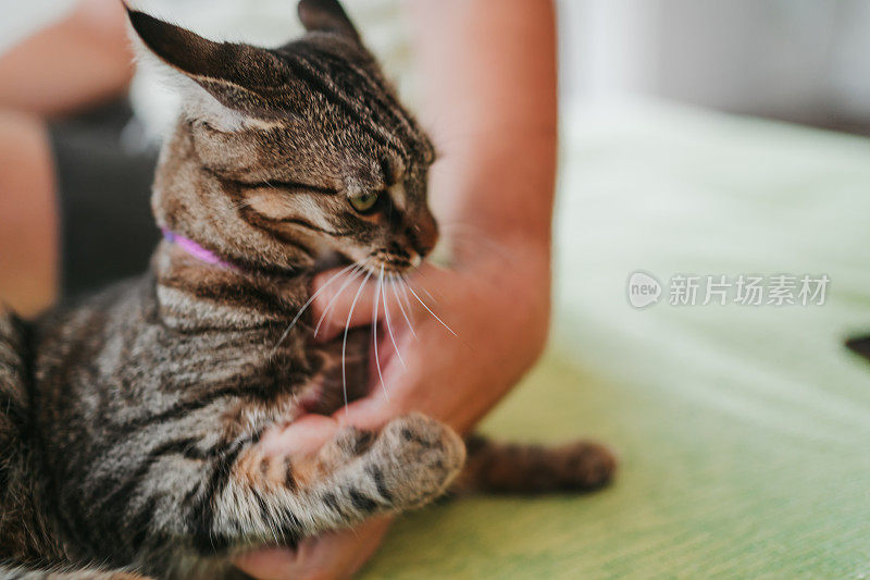 男人在家里和猫玩