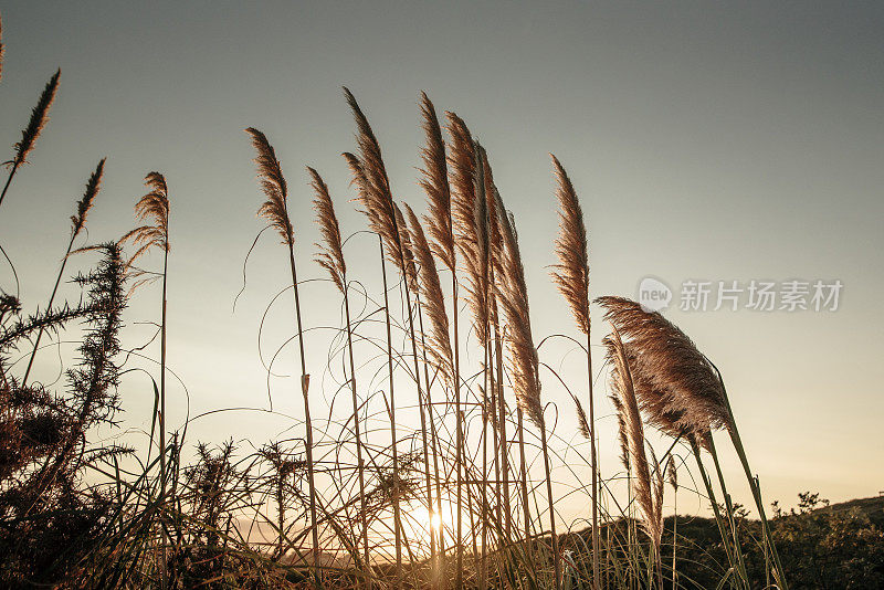 松节油(潘帕斯草原除尘器)