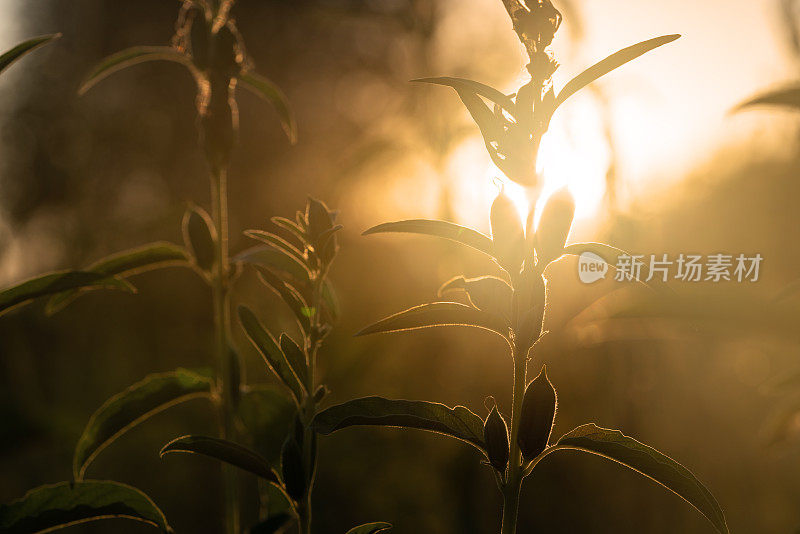 日落时分在农田里种植芝麻