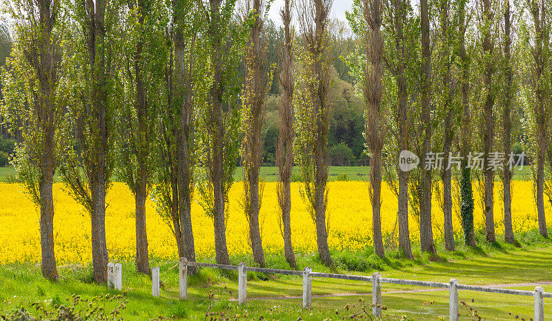 法国皮卡第一排树后的油菜籽田呈现出一片生机勃勃的黄色景象