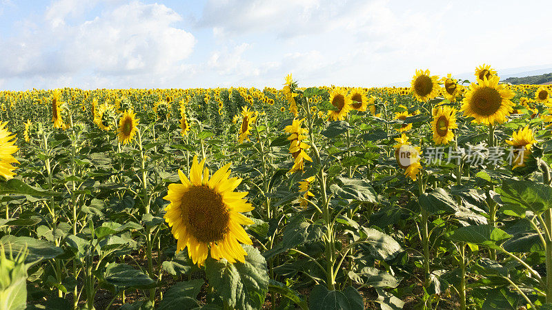 田野上盛开的向日葵在背景蓝色的天空
