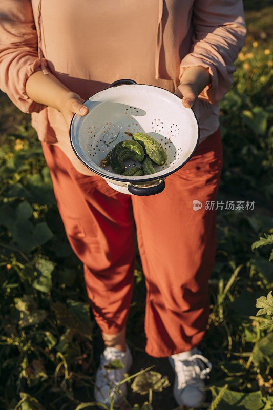 有机生产:匿名的大号女人拿着一个装满黄瓜的白色碗