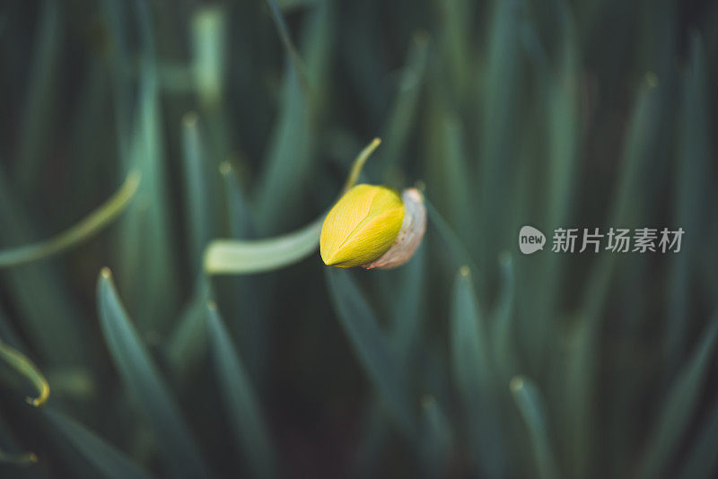 植物与花:水仙花蕾