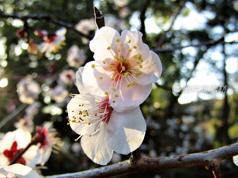 日本。3月。梅花在夕阳下绽放。