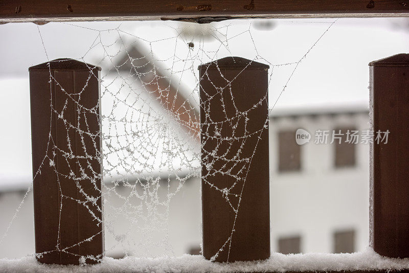 雪花落在寒冷的冬天的蜘蛛网上