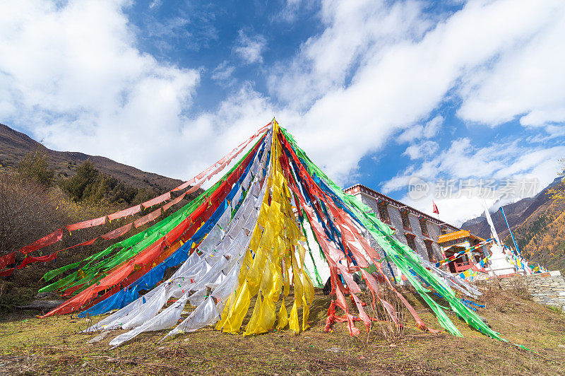 森林和树木景观纹理背景，色彩斑斓的自然景观风景亚丁，香格里拉，中国，西藏山区的秋天