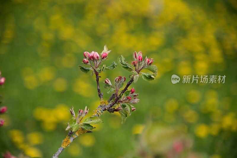 苹果花味蕾