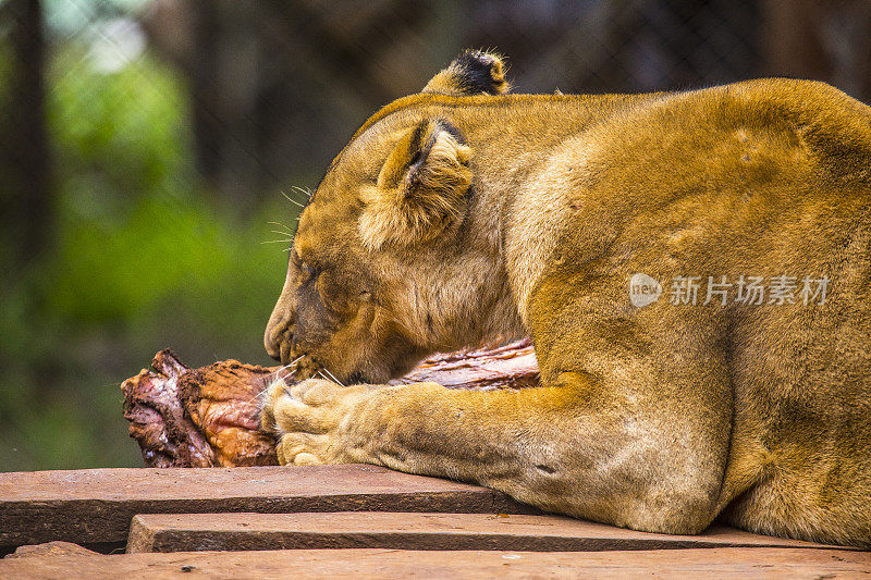 一只母狮喂食。参观内罗毕重要的无保护或受伤动物孤儿院。肯尼亚