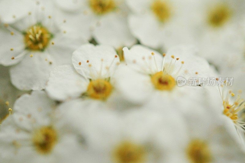 《山楂树之恋》花朵