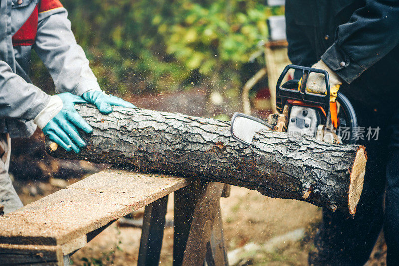 电锯在锯木头。人们用锯子，灰尘和动作砍木头。
