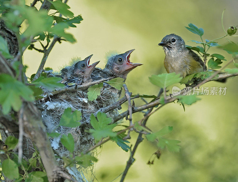 美洲红雀雌鸟，有两个孩子