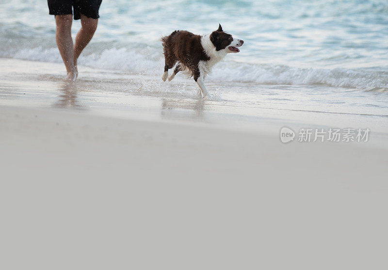 博德牧羊犬和主人在海滩上散步