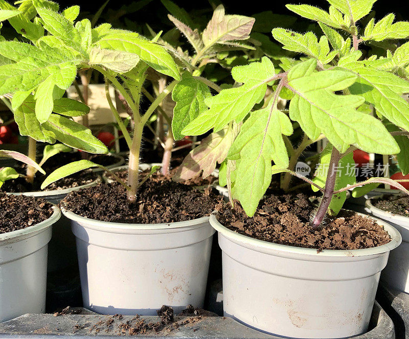 一组健康的番茄植株在超级市场花园中心的白色塑胶盆内生长，幼小的番茄叶片在水果及蔬菜园的堆肥中生长