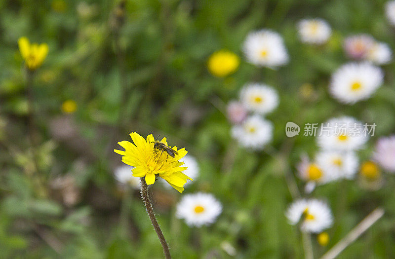 大黄蜂在黄雏菊上