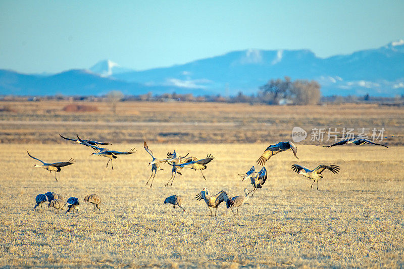 沙丘鹤在野生动物保护区飞行、降落和进食
