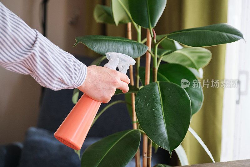 女人在家给植物浇水