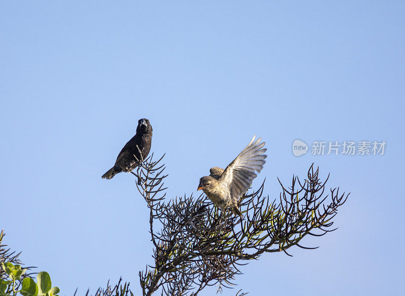 加拉帕戈斯群岛雀