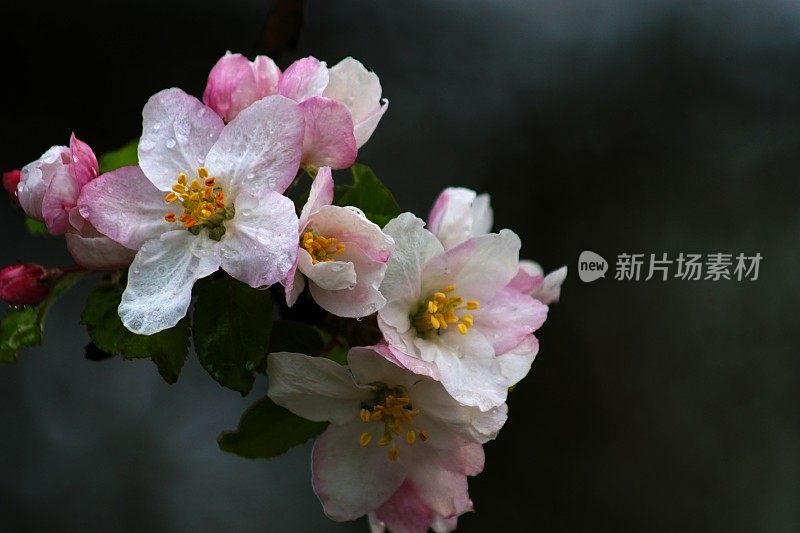 池塘周围-雨后苹果花枝的特写。巴伐利亚,德国。