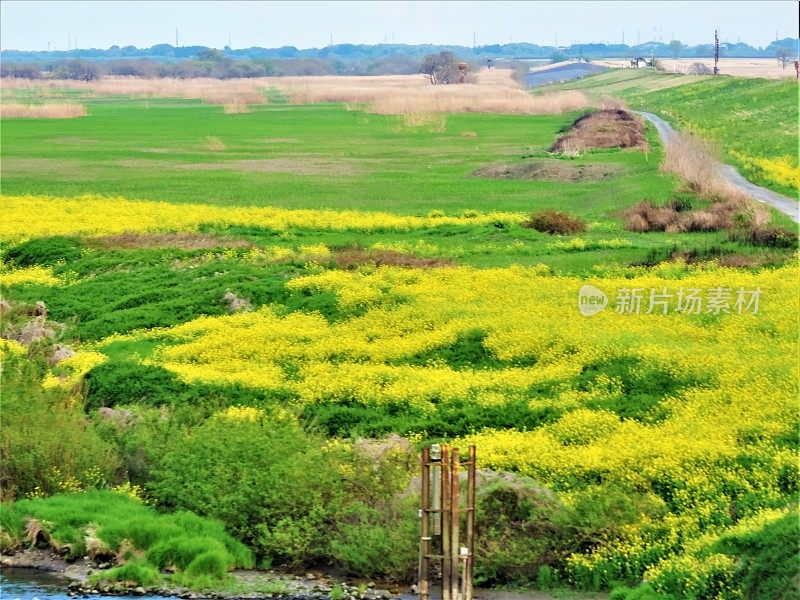 日本。4月。春光明媚的瓦塔拉塞河冲积平原。