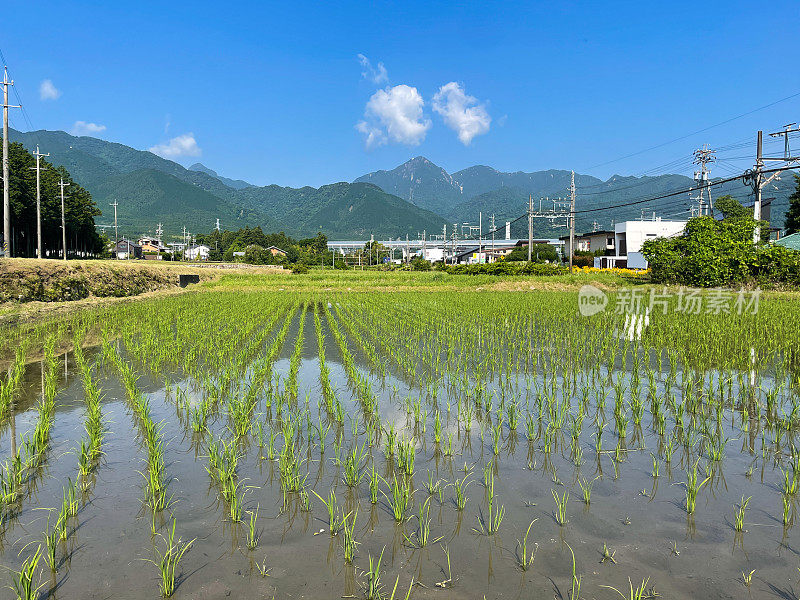 一个低角度的日本稻田与山脉反射