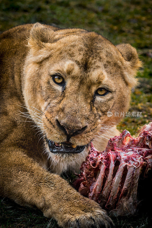 狮子带着威胁的表情吞食她的猎物