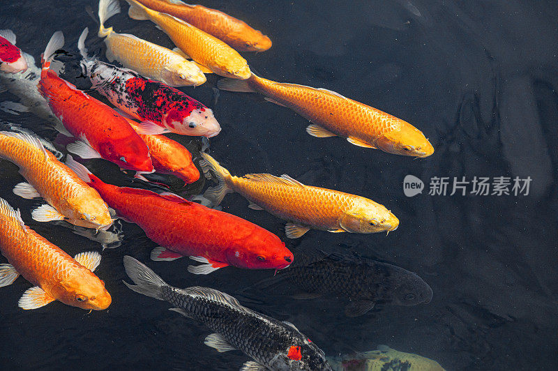一群彩色锦鲤在池塘中