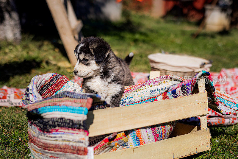 西伯利亚哈士奇小狗喜欢在木篮子里
