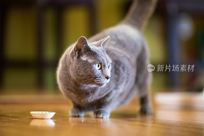 漂亮的灰色短毛猫在家室内