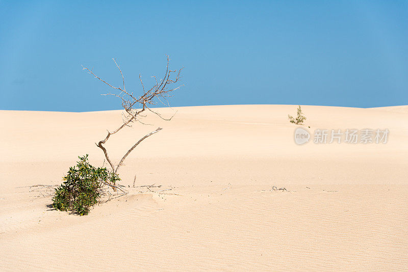 沙漠的沙土和植被少气候变化-富埃特文图拉