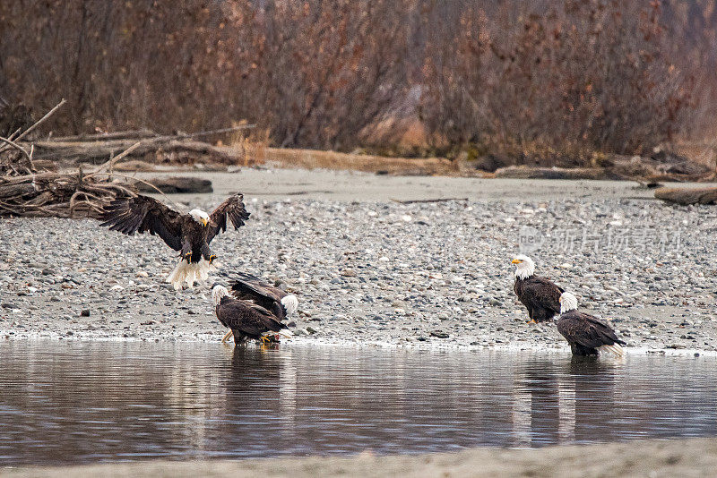 4只阿拉斯加秃鹰在奇尔卡特河观看其中一只飞过来