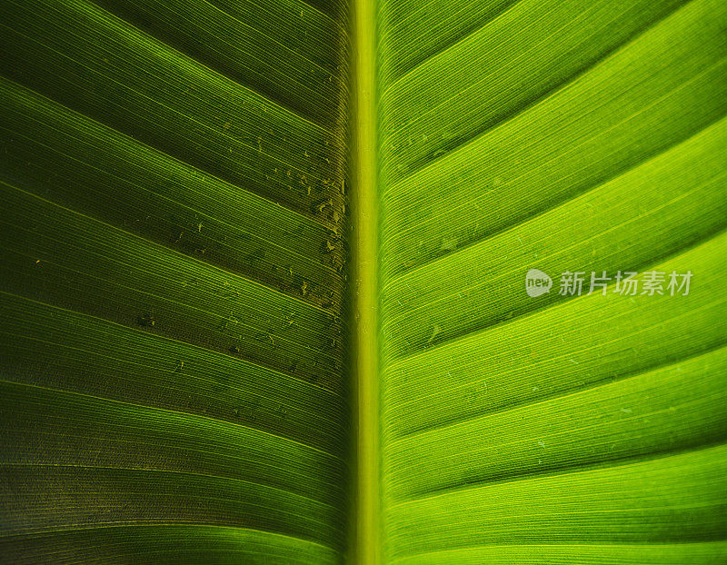 雨中对称的叶子