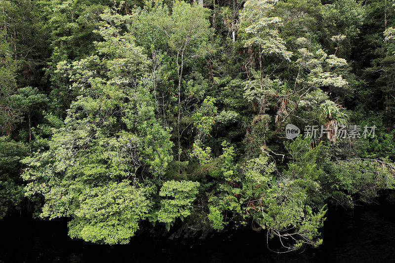 澳大利亚塔斯马尼亚热带雨林荒野戈登河