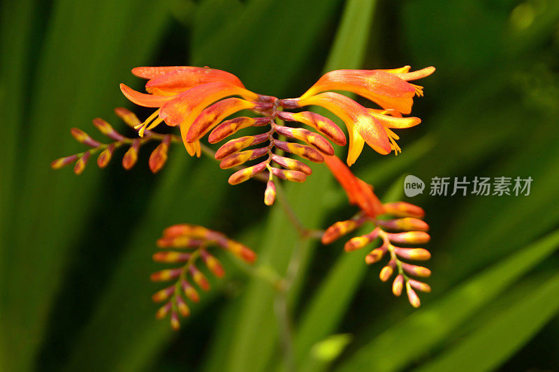 盛开的crocosmia。