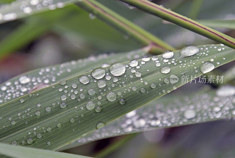 一场倾盆大雨过后，草叶被水滴覆盖。本空间