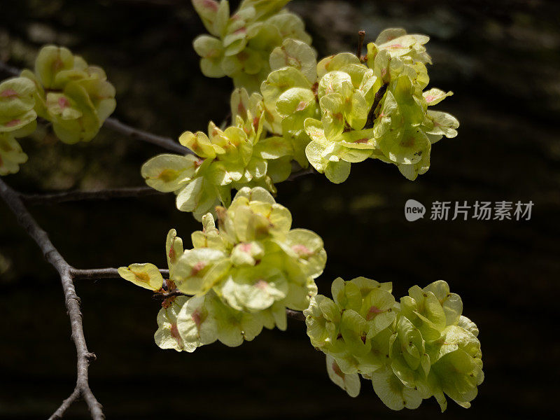 榆树开花