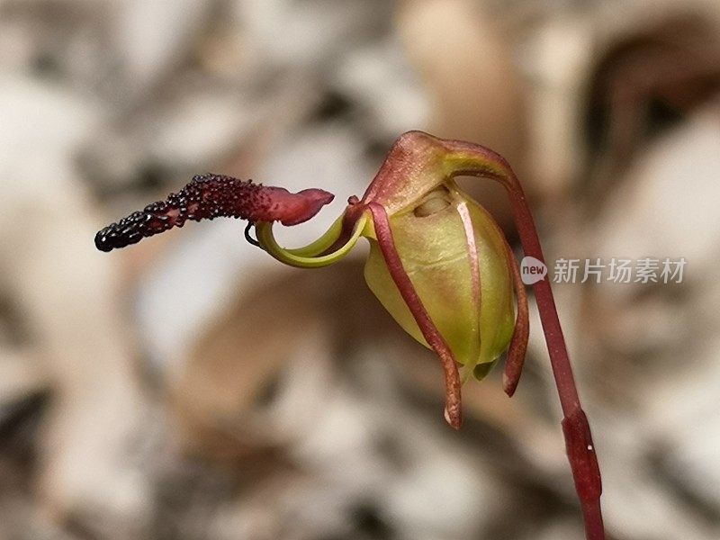 会飞的鸭子兰花