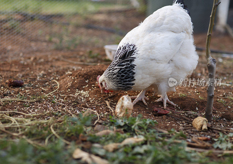 白色的鸡在后院游荡，吃着土