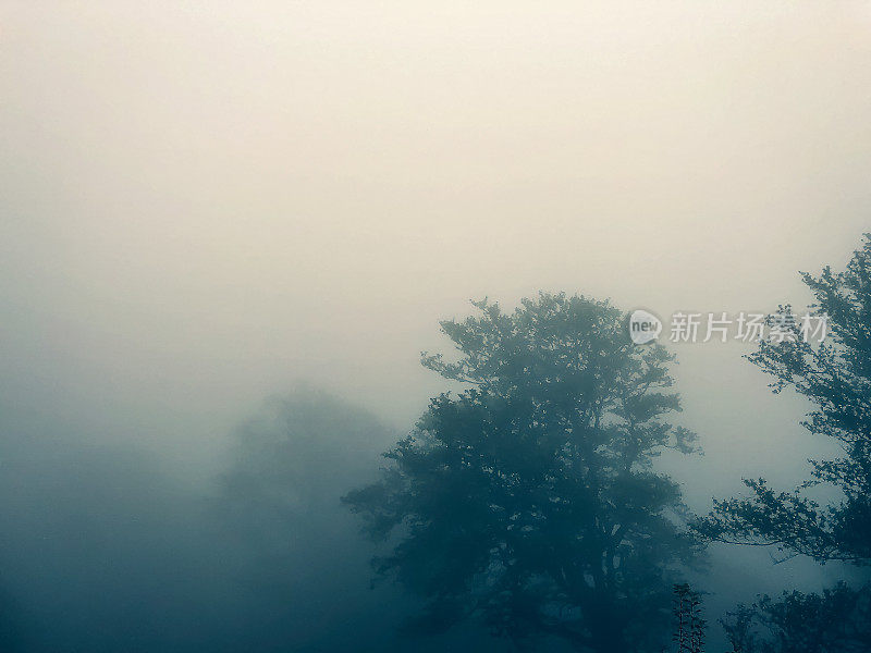 浓雾笼罩的德国黑森林。