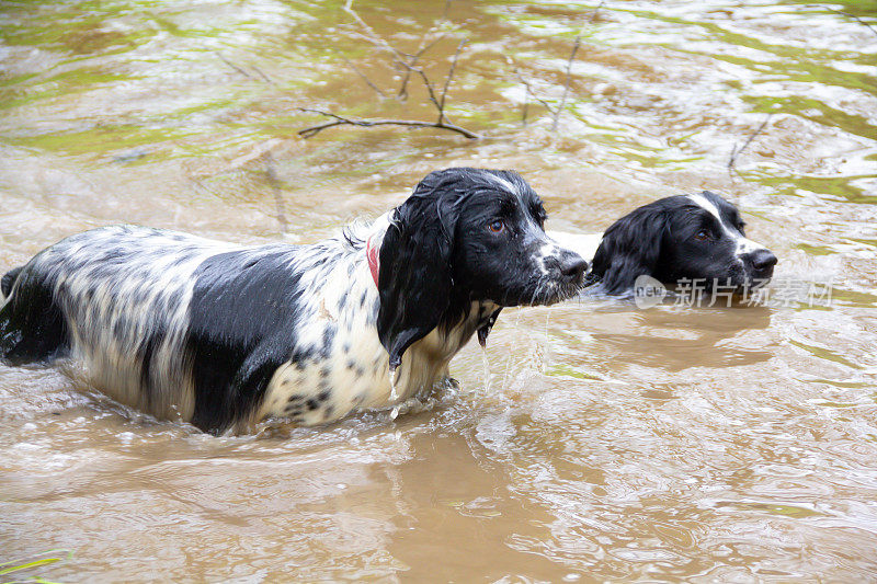 在什罗普郡，两只西班牙猎犬在洪水中游泳和玩耍，享受着其他狗的不幸，因为气候变化导致河水上涨，淹没了低洼的土地。
