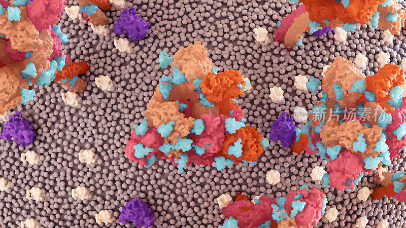SARS-CoV-2刺突蛋白聚糖盾牌(蓝色)挫败了宿主的免疫反应。
冠状病毒结构。