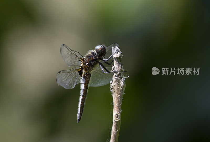 黑尾撇脂蜻蜓