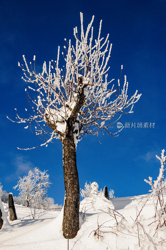 一棵树被雪覆盖