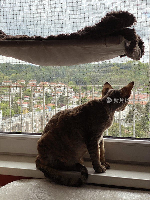 德文雷克斯家猫透过窗户看风景