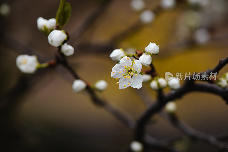 春天白色花朵