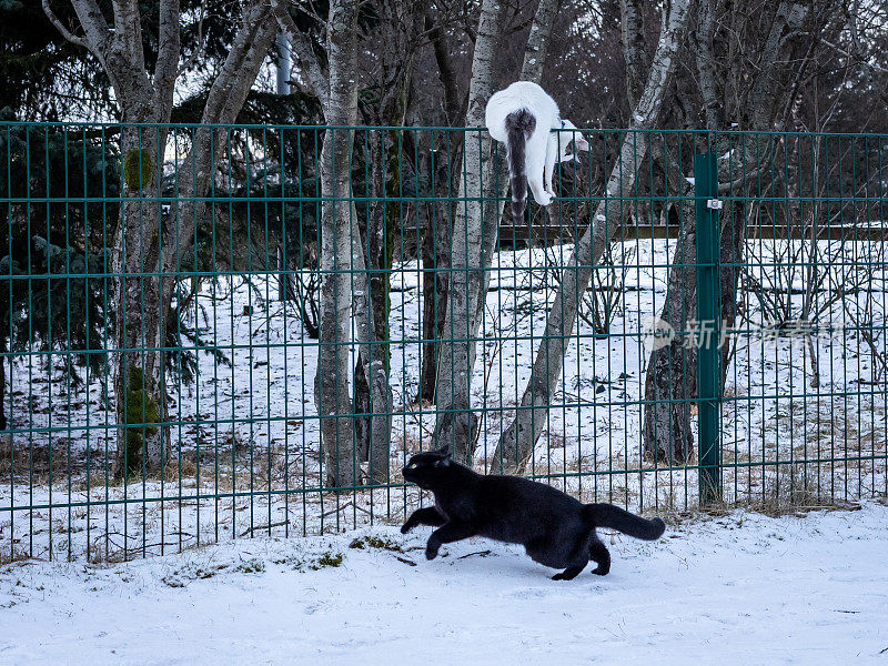 一只黑猫追着一只正在爬栅栏的白猫。