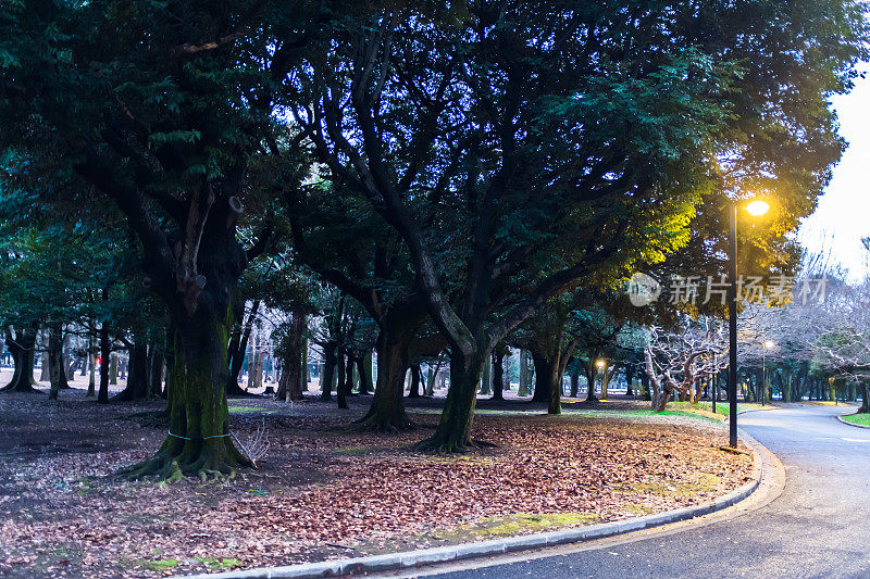 在日本东京代代木公园，路灯在黄昏时分点亮，照亮了行人的道路